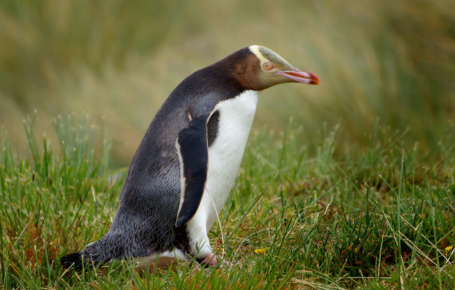 A yellow-eyed penguin (hoiho) in coastal grass