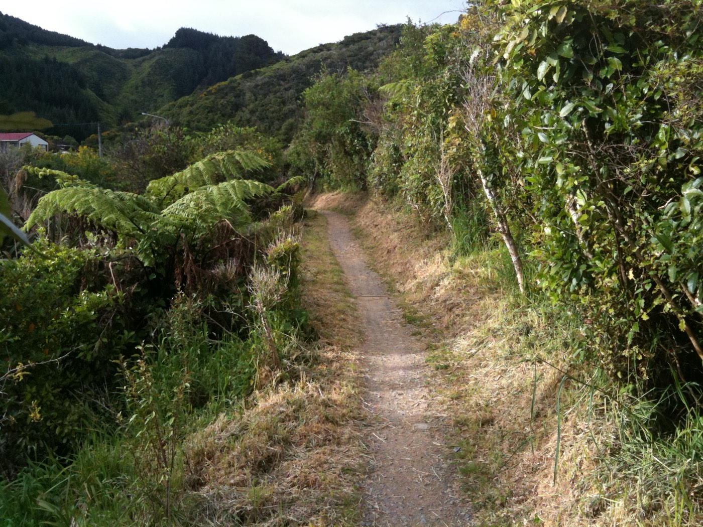Native-bush trail at Makara Peak Mountain Bike Park