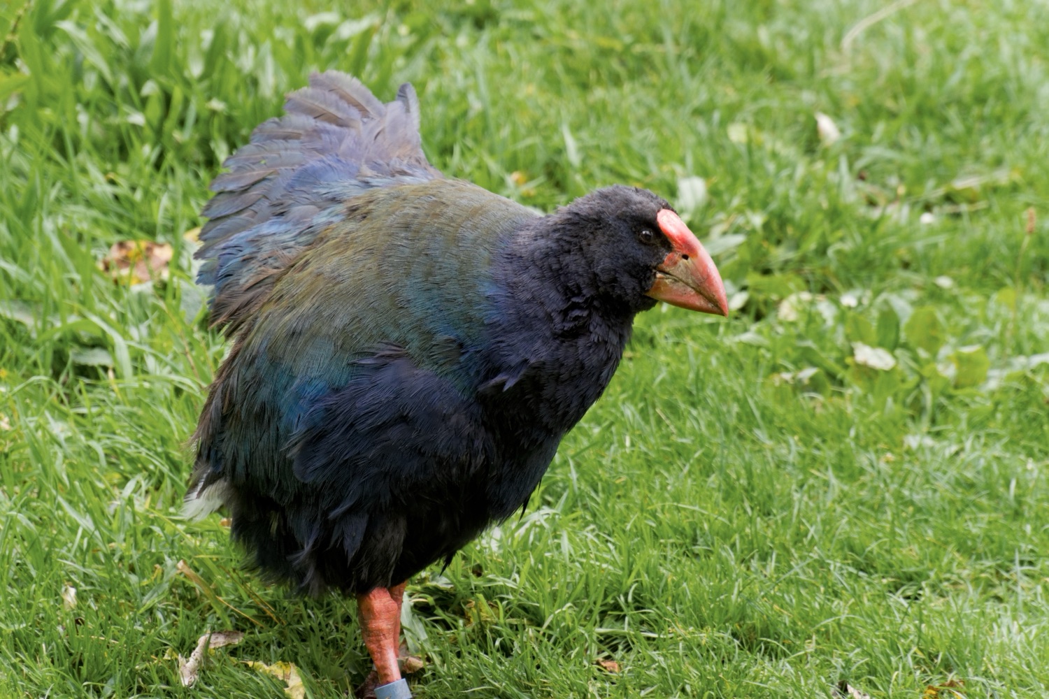 A takahē at Zealandia ecosanctuary