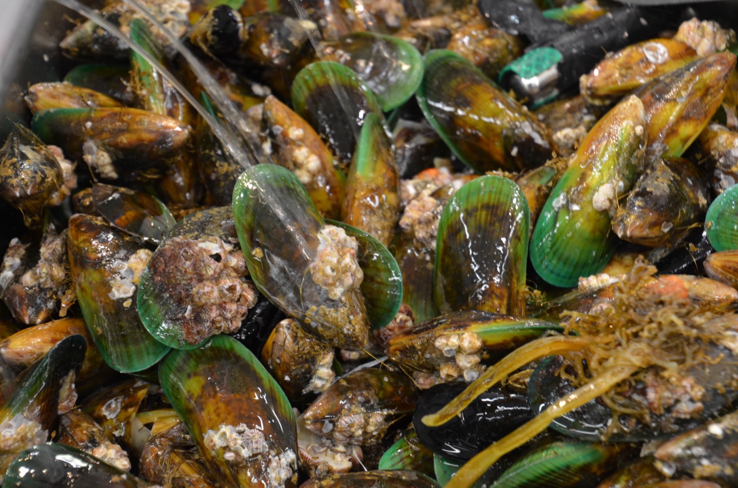 New Zealand green-lipped mussels