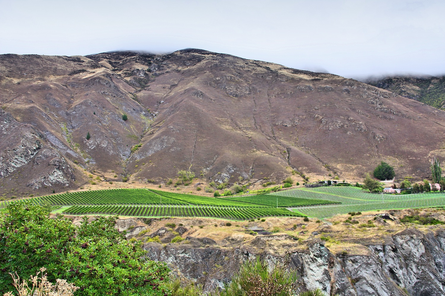 A vineyard in the Gibbston Valley